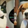 Cats & Dogs: The Revenge of Kitty Galore (2010)