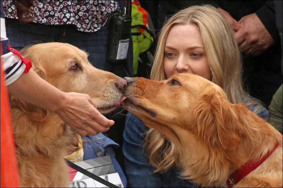 The Art of Racing in the Rain (2019) - Amanda Seyfried